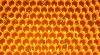 bees efficient hexagonal design