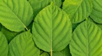 optimized leaf geometric patterns