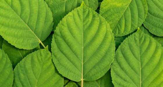 optimized leaf geometric patterns