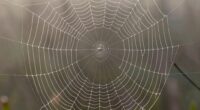 spiderwebs inspire radial design