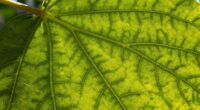 understanding natural patterns