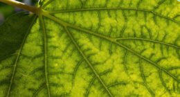 understanding natural patterns