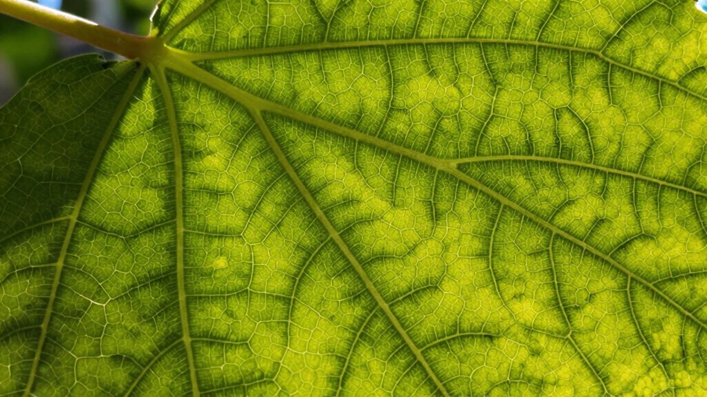 understanding natural patterns