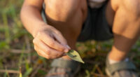 Ants: Who Looks After The Injured In A Colony?