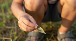 Ants: Who Looks After The Injured In A Colony?