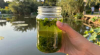 E Pluribus Algae: Why Green Pond Scum Is as American as Red, White and Blue