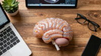 Indian Scientists Produce Most Detailed 3D Atlas Of The Human Brainstem