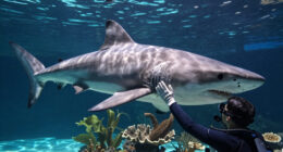 Types Of Sharks